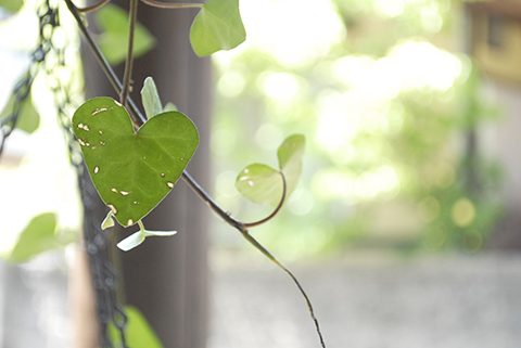 ハートの植物.jpg