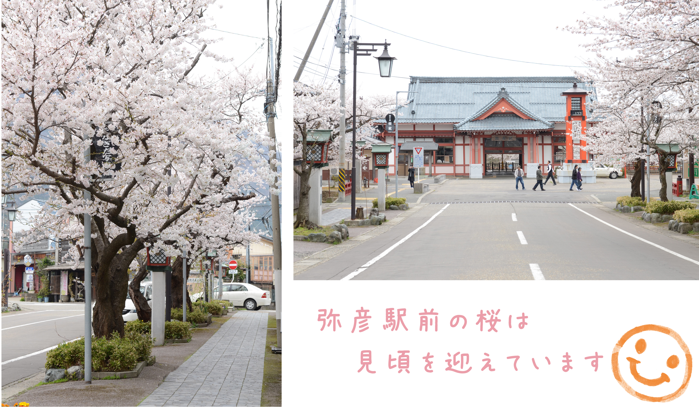 130416桜.jpg